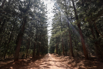 Dirt road through tall pine forest with children in distance