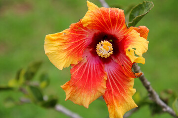 orange flower on green background