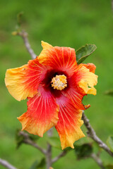 orange flower on green background