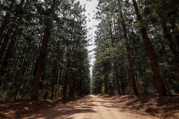 Naklejka premium Remote country road through forest lined with tall pines