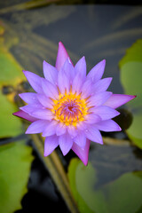 Beautiful waterlily or lotus flower in pond