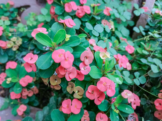 pink hydrangea flowers
