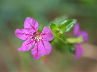 Closeup pink ,purple Cuphea hyssopifolia ,maxican heather flowers plants in garden with blurred background ,macro image , soft focus ,sweet color for car design