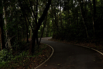 Obraz premium road in the woods