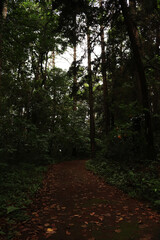Fototapeta premium path in the forest