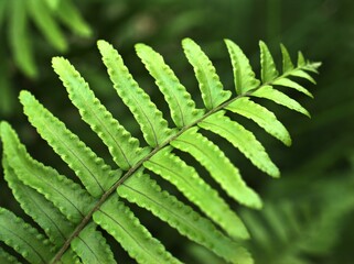 Closeup green leaf of fern plant in garden with blurred background ,macro image ,nature leaves, soft focus 