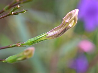 Closeup purple bud flower of Ruellia toberosa ,wild petunia flowers plants in garden with green blurred background macro image ,sweet color for card design