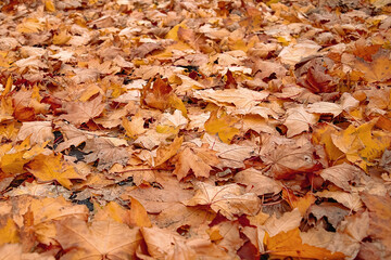 Autumn background. Yellow and orange leaves on ground