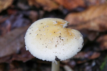 mushroom on the ground