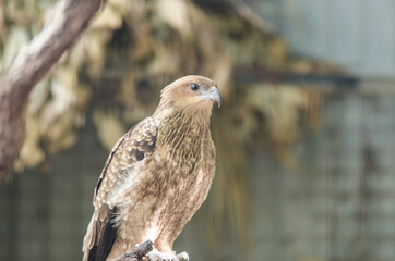 eagle eye in zoo