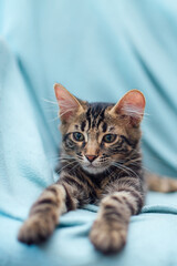 Little charcoal bengal cat laying on the blue background.