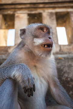 temple monkey in bali Indonesia 