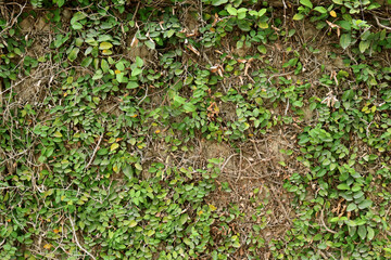 green moss on the ground