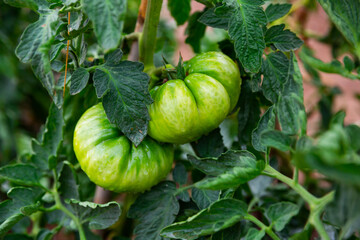 Closeup of green unripe tomatoes with water droplets hanging on bushes planted in hothouse or field