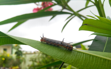 bug on a leaf, caterpillar insect photography