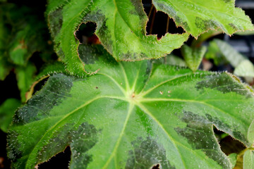 green leaf with dew