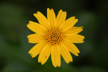 yellow flower macro