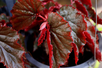 red and yellow leaves