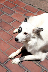 White dog with black eye border
