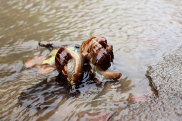 sea salt in the river