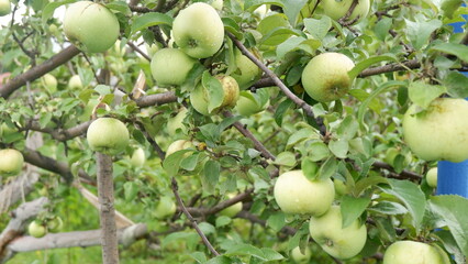 green apples on a tree