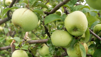 green apple on tree