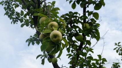 apples on tree