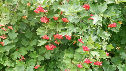 red and green leaves