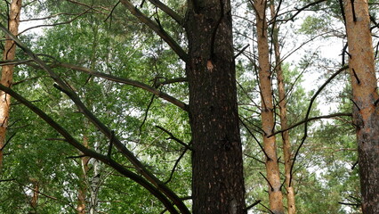 trees in the forest