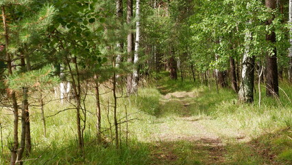 forest in the forest