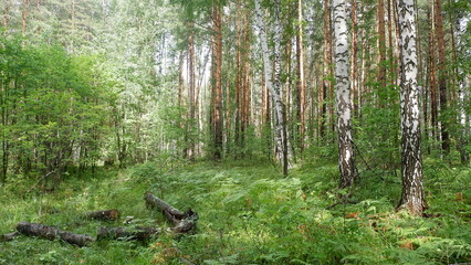 squirrel in the forest