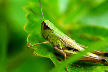 grasshopper on a leaf