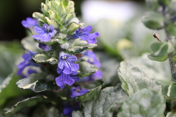 薄い紫のアジュガの花
A light purple flower named Blue bugle.