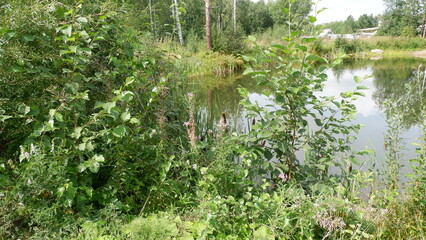 Obraz premium lake shore in summer
