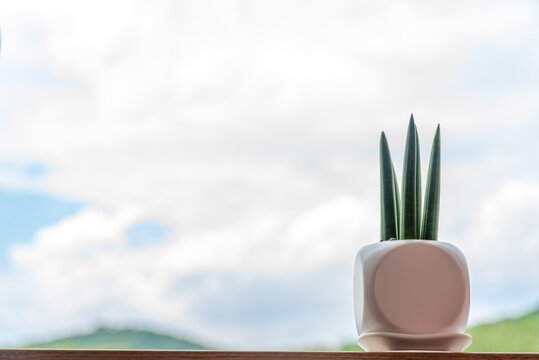 Sansevieria Stuckyi planted in a white pot on the window sill against the backdrop of a pale clouded sky.