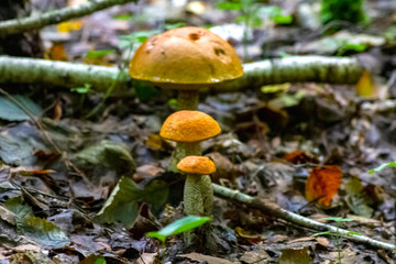 mushroom in the forest