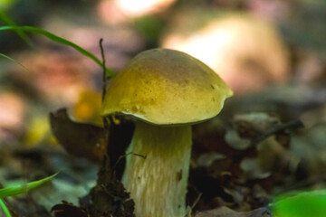 mushrooms in the forest