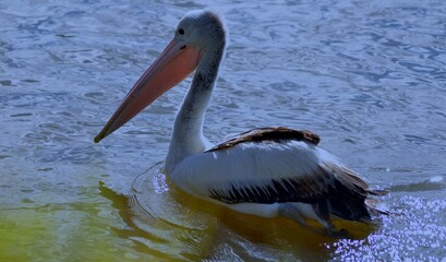 The big bird Pelican