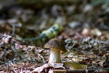 mushrooms in the forest