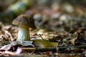 mushroom in the forest