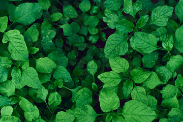 Fototapeta na wymiar tropical spinach leaf texture, foliage nature dark green background