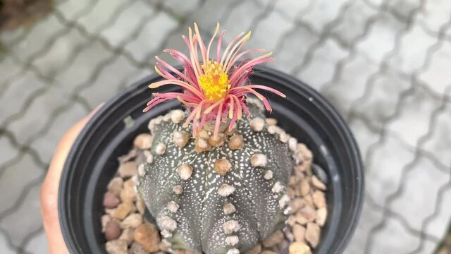 Woman holding cute cactus Astrophytum asterias "Shinshowa" blooming in the garden. Rare item.