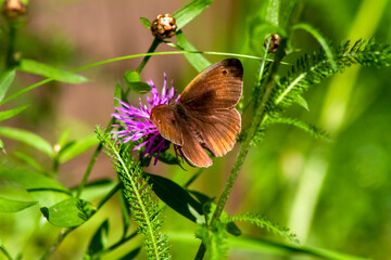 butterfly on a flower