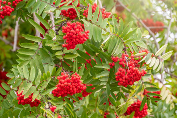 Autumn bright red rowan berries with leaves