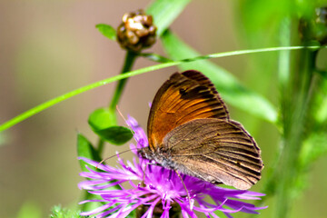 Fototapeta premium butterfly on flower