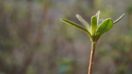 Close up of Plant