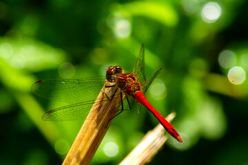 dragonfly on a leaf