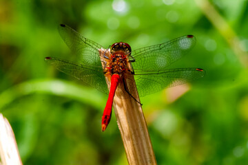 dragonfly on a leaf