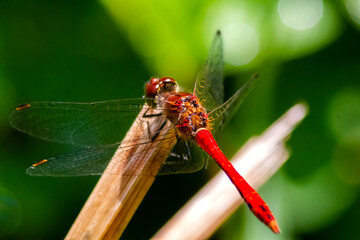 dragonfly on a leaf