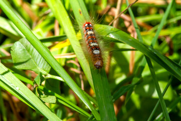 Colored caterpillar on the grass